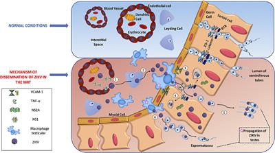 The Dual Role of the Immune Response in <mark class="highlighted">Reproductive Organs</mark> During Zika Virus Infection